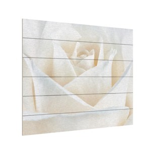 Trademark Fine Art -Cora Niele 'Pure White Rose' Multi Panel Art Set - 1 of 4