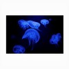 Trademark Fine Art - Jan Matussik Deep Sea Ballerina Matted Framed Art - 3 of 4