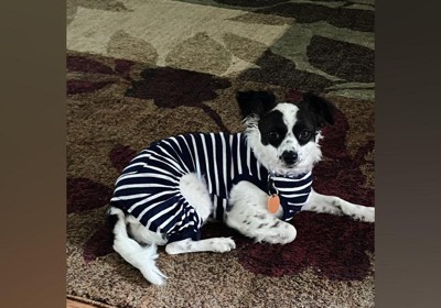 Striped 2024 dog pajamas