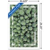 Trends International Cactus - Group Framed Wall Poster Prints - 3 of 4