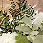 mint/walnut
