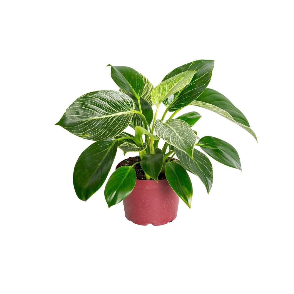 Live 6 Philodendron Birkin Houseplant in Grower Pot