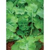 Burpee Organic Kale Premier: Non-GMO, Full Sun, 65 Days to Maturity, Cool-Hardy Vegetable Seeds - 2 of 3