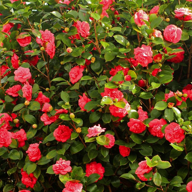 2.5qt Blood of China Camellia Japonica Plant with Red Blooms - National Plant Network, 5 of 7
