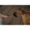 Country Brook Petz Deluxe Pink Sharks Dog Collar and Leash - image 2 of 4