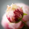 22"H Sullivans Pale Pink Peony With Bud, Pink - 2 of 2