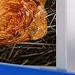 blue 6 holes with legs