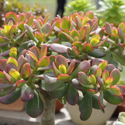 3pc Crassula Jade - National Plant Network