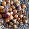 Van Zyverden 50ct Bulbs Narcissus Chionodoxa Deer Resistant Bulb Garden Set - 2 of 4