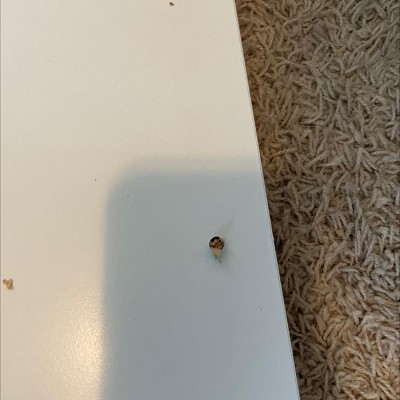Guest review image 2 of 3, zoom in