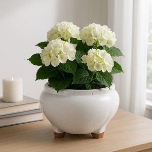 Modern Ceramic Planter Pot for Home Decor with Raised Base - Indoor and Outdoor Use for Houseplants, Patio, or Garden Decor - 6" White - 1 of 4