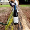 Bar Dog Pinot Noir Red Wine - 750ml Bottle - image 3 of 4