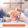 VEVOR Human Ear Anatomy Model, 3 Parts 5 Times Enlarged Human Ear Model Displaying Outer, Middle, Inner Ear with Base, Professional PVC Anatomical - 4 of 4