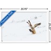 Trends International The Comedy Wildlife Photography Awards: Angela Bohlke - Diving Fox Framed Wall Poster Prints - 3 of 4