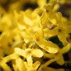 Sullivans Artificial Forsythia & Twig Stem - 2 of 2