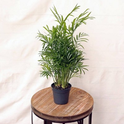 3pk Parlor Palm Plant - National Plant Network
