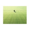 Trademark Fine Art Marcus Cederberg Lonely tree Wood Slat Art - 3 of 4