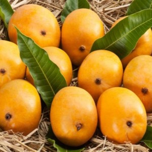 Fresh Malgova Mangoes 4 Pieces - 1 of 4