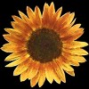 Junior's Design By Humans Sunflower By Maryedenoa T-Shirt - 2 of 3