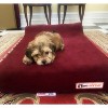 Barker Junior 4" Orthopedic Dog Bed - 3 of 4