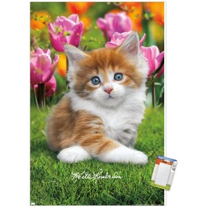 Trends International Keith Kimberlin - Maine Coon Kitten Unframed Wall Poster Prints - 1 of 4