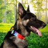 Country Brook Petz 1 1/2 Inch Deluxe Dog Collar - Groovy Collection - 2 of 4