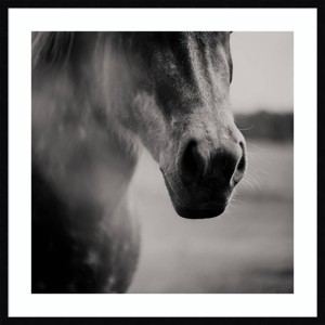 Amanti Art 33"x33" Like Velvet by Laura Evans Framed Wall Art Print Black: Modern Decor, Animal Photography, Wire Mounted - 1 of 4