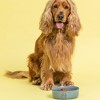 Mason Cash: Reactive Paw Pet Bowl, 5.9", 16.9oz, Blue Glaze, Dog Food-Water Dish - 2 of 4