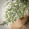 3.1' Sullivans Snow Ball Pine Tree In Burlap, Green - 2 of 3