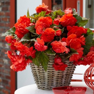 Van Zyverden Set of 5 Cascade Begonias Odorosa Bulbs Red Sunset - 1 of 4