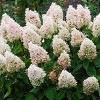 Hydrangea Sweet Summer 4" Potted Rocketliners - Van Zyverden - 2 of 4