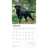BrownTrout Black Labrador Retrievers 2026 12"x24" Hanging Square Wall Calendar Plastic-Free - 3 of 4