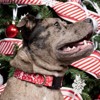 Country Brook Petz Deluxe Dog Collar - Christmas Collection - Made In The U.S.A. - 3 of 4