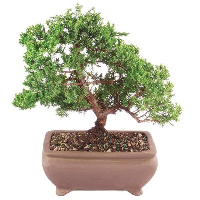 Medium Green Mound Juniper Outdoor Live Plant - Brussel's Bonsai