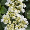 National Plant Network Live Outdoor 4" Wedding Gown Hydrangea Plants - 3ct - 4 of 4
