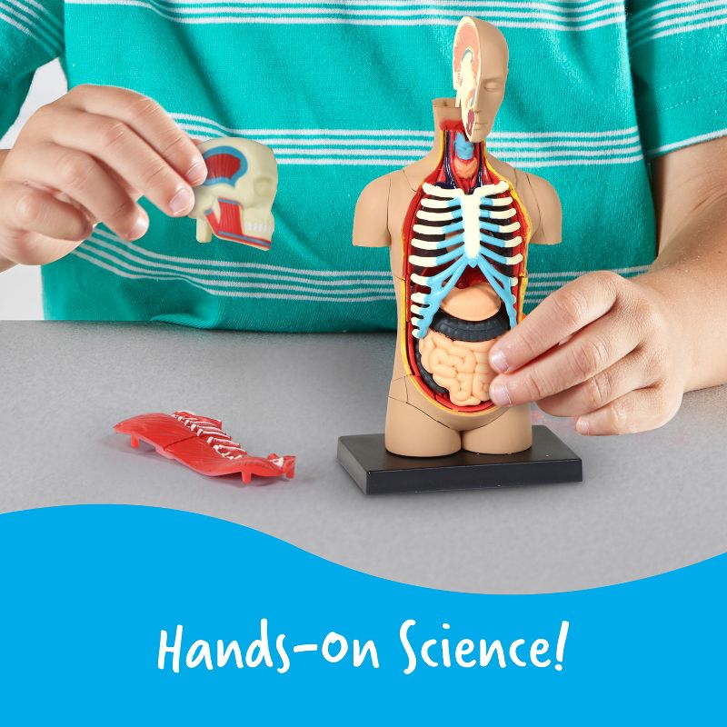 Learning Resources Human Body Anatomy Model, Ages 8+, 2 of 7