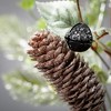 16"H Sullivans Berry And Bell Pine Christmas Mini Wreath, Green - 2 of 3
