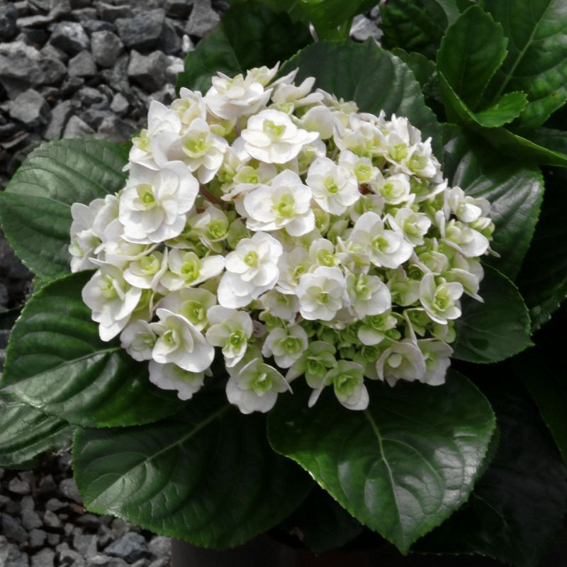 3pc Hydrangea Wedding Gown - National Plant Network, 4 of 6