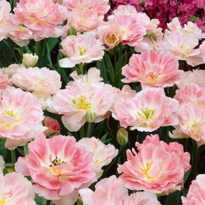 25ct Tulips Angelique Bulbs - Van Zyverden - 1 of 4