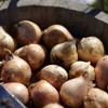 Van Zyverden 25ct Bulbs Allium Azureum Blue Globe Onions - 2 of 4
