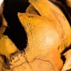 Vickerman Cacho Pods, Dried - 4 of 4
