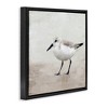 Stupell Industries Lone Sandpiper Bird Portrait, 25" x 25" - 3 of 4