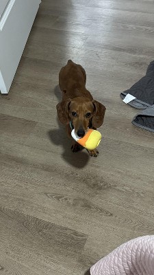 Guest review image 1 of 1, zoom in