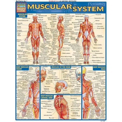 Muscular System - (Quickstudy: Academic) by  Vincent Perez (Poster)
