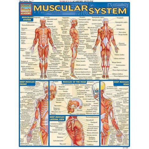 Muscular System Quickstudy Academic By Vincent Perez Poster Target