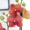 Green Circle Growers 10" Orange Orchid Houseplant Orange Planter - 2 of 4