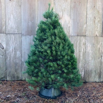 Live Scotch Pine Fresh Cut Christmas Tree - National Plant Network