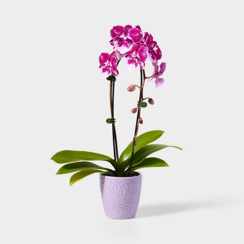 Live 3&#34; Pink Purple Waterfall Orchid Houseplant - Spritz&#8482;, 1 of 5
