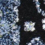 light blue/black