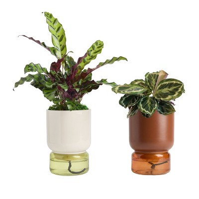 LiveTrends Untapped Live Houseplant